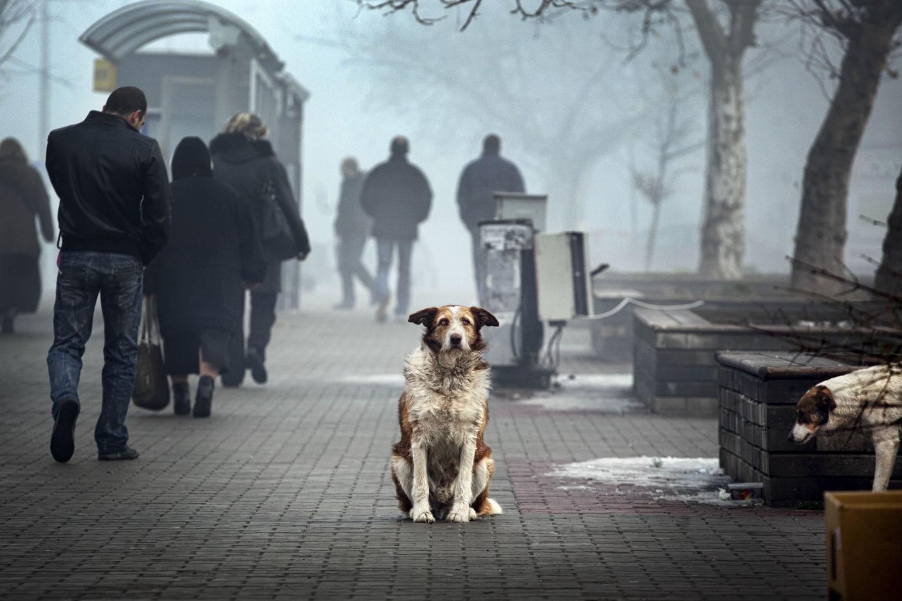 Жизнь собаки на улице. Бездомные животные. Бездомный пес. Бездомные животные фото. Грустная собака на улице.